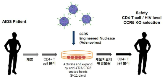 유전자교정 기술을 이용한 CCR5 유전자 제거 세포치료 개념