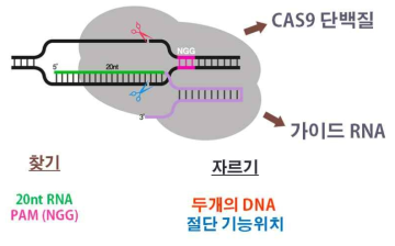 CRISPR 유전자가위의 구조