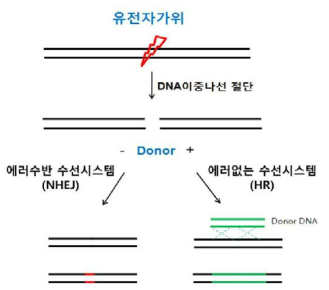 세포 내 DNA 수선시스템을 이용한 유전자교정 메커니즘