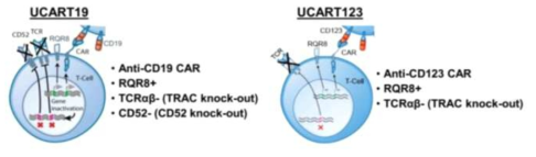 UCART19 및 UCART123 모식도 (출처: Cellectis)