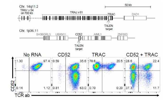 T 세포에서의 CD52 및 TCR 유전자 제거 (출처: Poirot et al. Cancer Research 2015)