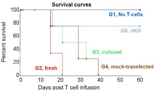 UCART 세포의 GvHD 유도 여부 확인 (출처: Poirot et al. Cancer Research 2015)