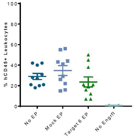 교정된 CTX001 세포에 의한 mouse 내 hCD45 세포 이식 여부 확인 (출처: CRISPR Therapeutics)