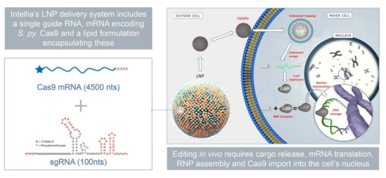 [LNP를 이용한 세포 CRISPR/Cas9 전달] - 출처: Intellia_ESGCT_TTR_FINAL2 10.18.2018