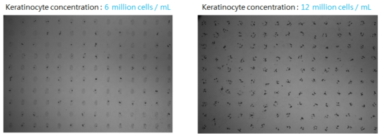 잉크 내 세포 농도에 따른 토출량 비교: (좌)drop당 평균 2 cells, (우)drop당 평균 6.6 cells