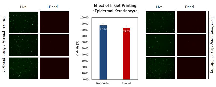 Keratinocyte 함유 바이오잉크에서 잉크젯프린팅 전/후 생존성 비교