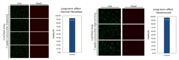 5주 배양이 fibroblast에 미치는 영향(좌), 3주 배양이 keratinocyte에 미치는 영향(우)