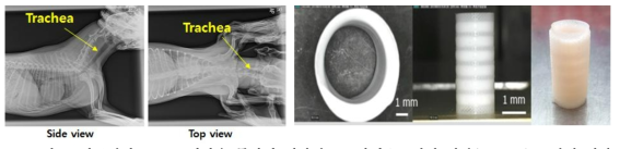 비글견의 X-ray 영상을 통하여 제작된 3D 바이오프린팅 기관(trachea) 조직체 제작