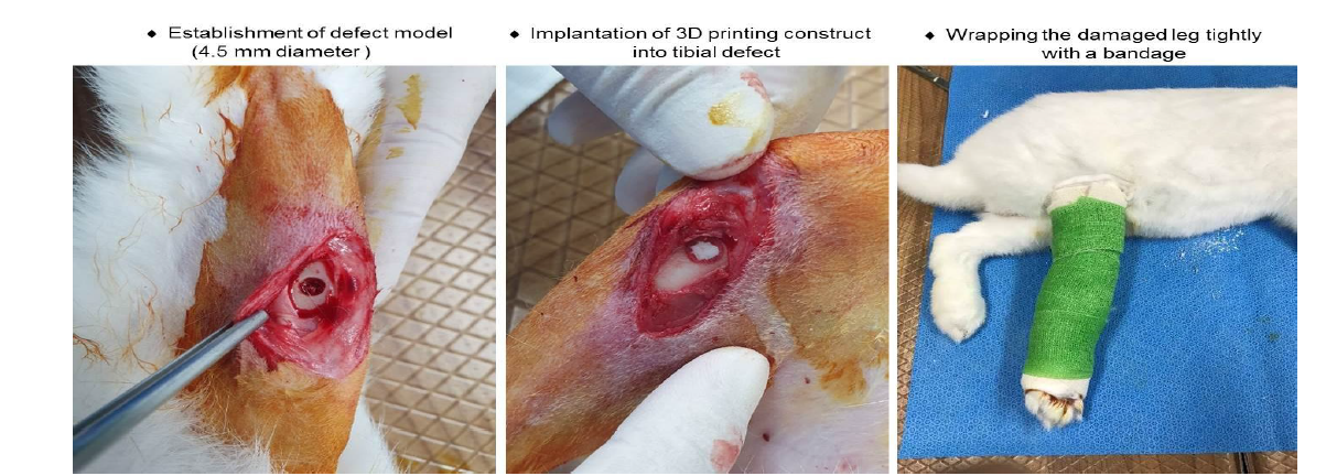 비임상시험용 토끼 장골손상 동물모델 제작 및 3D 바이오프린팅 제품 이식