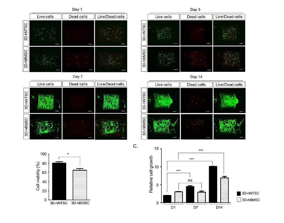 체외배양을 통한 3D 바이오프린팅 제품 내 세포의 분포, 생존 및 증식능 평가