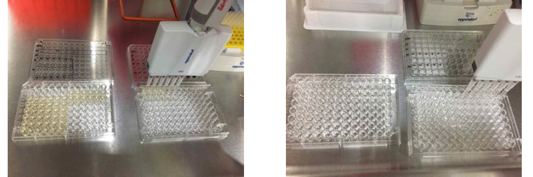 물질 처리 후 96 well V Bottom 플레이트로 세포를 옮기는 과정(왼쪽), 항체가 분주된 플레이트로 옮기는 과정(오른쪽)