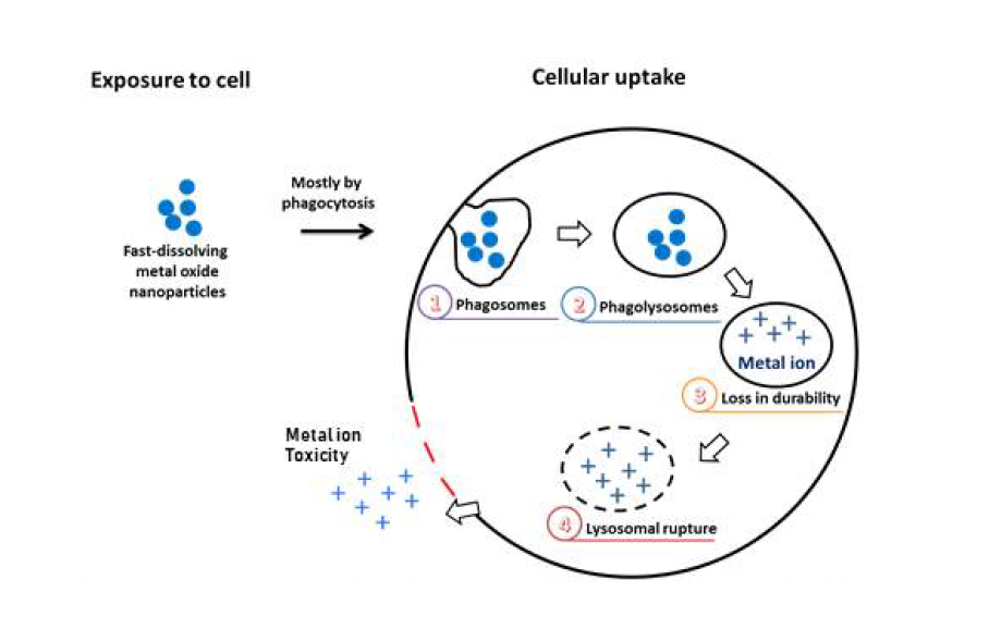 나노입자의 세포내 uptake에 따른 이온화(ionization) 관련문헌