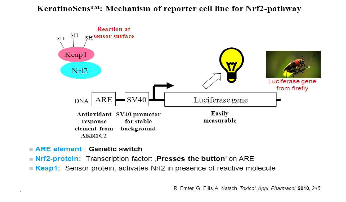 피부감작물질을 통한 ✝7)KeratinoSensTM, Nrf2 pathway