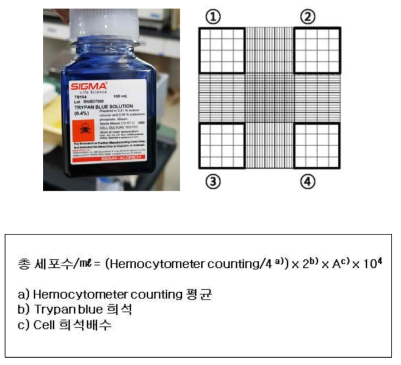 Trypan blue, 혈구계수판(hemocytometer)를 이용한 세포 계수의 예시