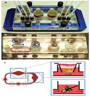 In vitro 및 ex vivo tissue culture skin chip의 구조