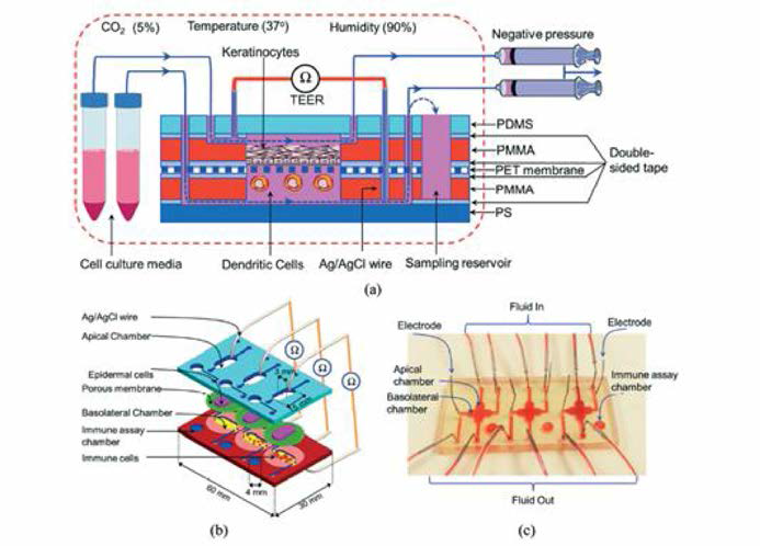 Immune cell 및 skin cell의 co-culture chip의 전체적인 모식도