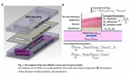 전체적인 skin chip 구조 및 medium 흐름 과 중력의 힘 계산