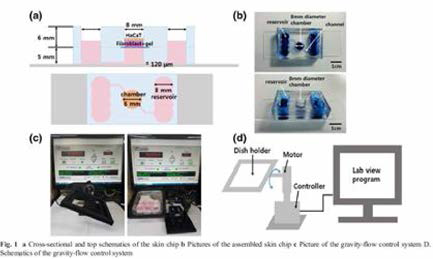 Pump가 아닌 중력을 이용한 flow 발생 skin chip의 구조 및 작동 원리