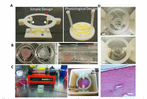 3D printing 기술을 이용한 피부 및 혈관 model chip 의 모습