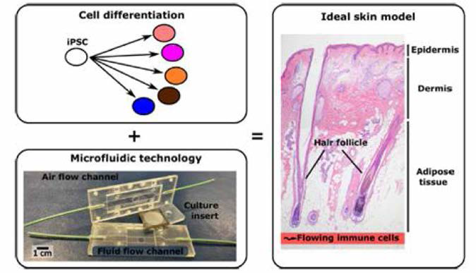 iPSC유래 skin chip을 통해 피부 각층을 재현한 모델 구상도