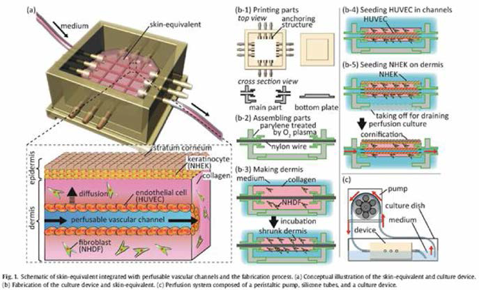 Vascular channel과 skin-equivalent를 만들고 유지하는 모습