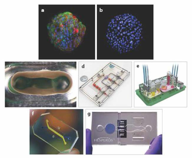 다양한 microphysiological system 장치 및 culture한 조직