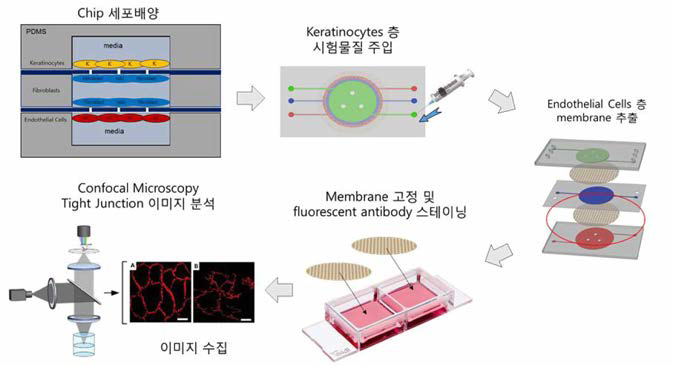 Tight junction 관찰법의 개요