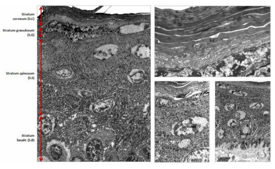 [보고서]In vitro 피부 흡수시험법 개선 연구