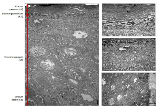 [보고서]In vitro 피부 흡수시험법 개선 연구