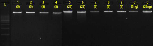 추출된 DNA의 이미지 사진