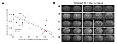 뇌병변의 형태와 관계없이 ischemic damage를 준 후 30분일 때의 뇌병변의 크기는 24시간이 지난 후의 뇌병변의 크기와 상당히 비례함을 볼 수 있음