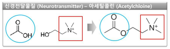 아세틸콜린의 구조