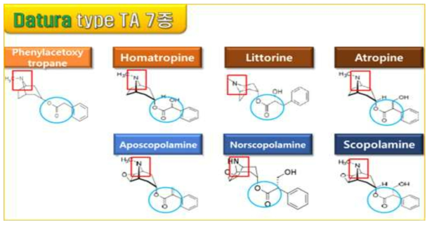 Datura-type TA의 화학 구조