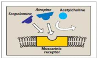 아트로핀계 물질의 항아세틸콜린 작용 출처: 구글