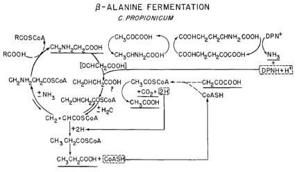 β-alanine으로부터 프로피온산 변환 경로