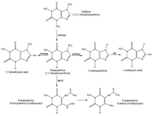 Major pathways in caffeine metabolism. Abbreviations: CYP1A2, cytochrome P450 1A2; CYP2A6, cytochrome P450 2A6; NAT2, N-acetyltransferase; XO, xanthine oxidase