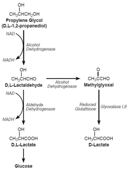Propylene glycol metabolism in mammals