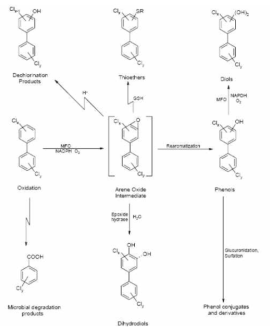 Metabolism of PCBs