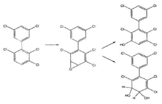 Biotransformation from hexachlorobiphenyl to pentachlorobiphenyl
