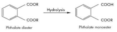 프탈레이트와 그 대사체의 구조