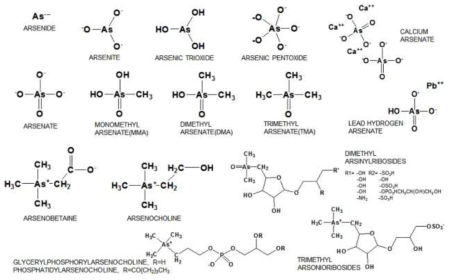 비소 화학종의 다양한 화학 구조