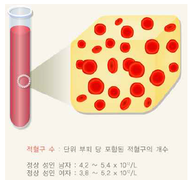 적혈구 수