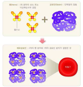 혈색소의 구조