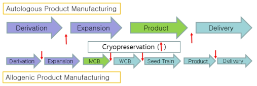 자가 또는 동종 세포의 제조 공정 흐름도