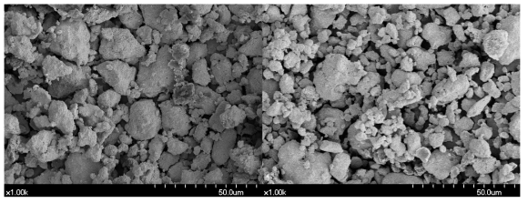 실험치약 15(좌)와 16(우)의 SEM 사진