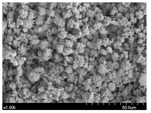 실험치약 23의 SEM 사진