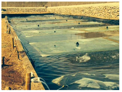 인공연못에 설치된 Algasol Renewables사의 광생물반응기