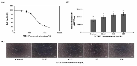 MEHP 노출에 따른 ZFL 세포의 세포독성 및 산화 스트레스 (A) 세포 생존율 (평균 ± 표준오차) (B) DCFDA 측정 (p < 0.05) (C) ZFL 이미지 (Scale bar: 50 μm)