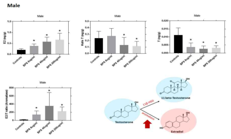 BPS 노출에 의한 male zebrafish 내 steroids 호르몬 변화