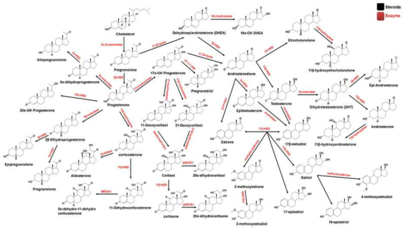 본 연구에서 분석된 39종의 steroids의 metabolic pathway